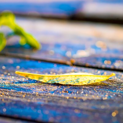 Golden leaf on weathered blue wood with sparkling light