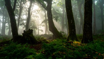 Mystical ancient forest with sunbeams and lush ferns