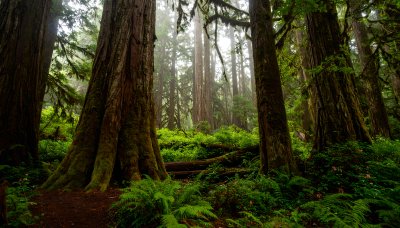 Ancient redwood forest bathed in ethereal mist and lush greenery
