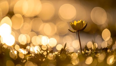Sunlit yellow water lily with dew drops
