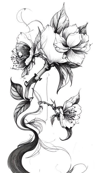 Elegant black and white ink drawing of flowering branch