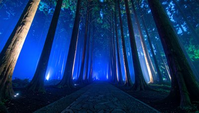 Mystical forest path with ethereal blue light, inspiring wonder
