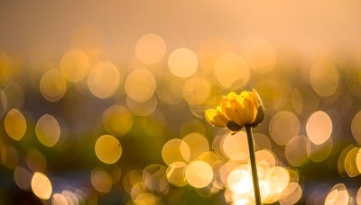 Yellow flower in golden morning light, new beginnings, natural beauty,