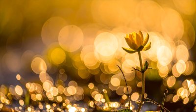 Golden water lily in sunlight with bokeh, evoking wonder and calm.