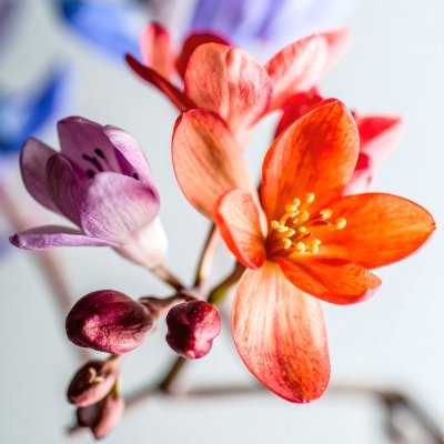 Vibrant macro of blooming orange and purple flowers