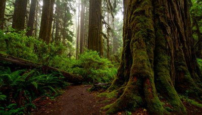 Awe-inspiring ancient redwood forest trail in mystical sunlight