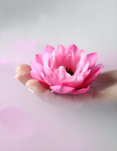Serene pink lotus flower held gently in hand on tranquil water.