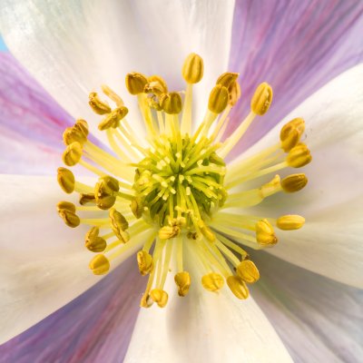 Vibrant flower heart with golden stamens and soft petals