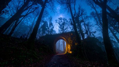 Enchanting forest archway at starry night, bathed in warm light