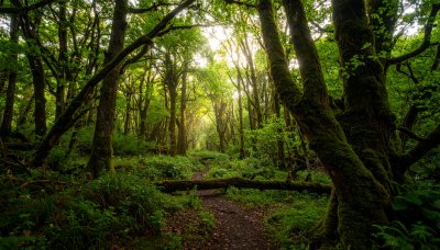 Mystical forest path, ethereal sunlight, inviting exploration