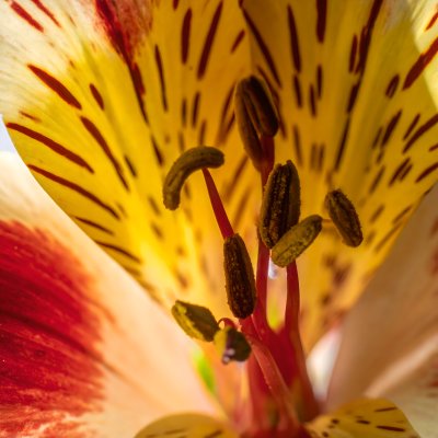 Close-up Alstroemeria flower stamens with red and yellow petals
