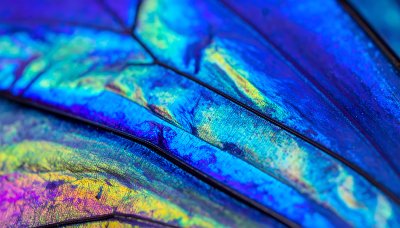 Ethereal butterfly wing, iridescent blue and purple scales