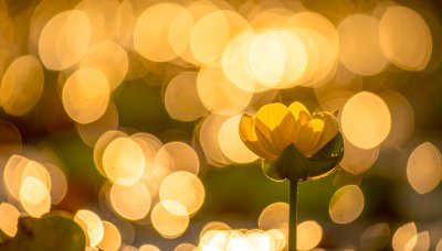 Golden bokeh lights illuminate a serene yellow water lily