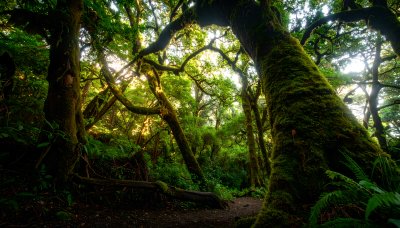 Enchanting moss-covered forest path illuminated by sunlight