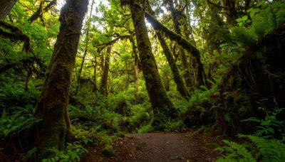 Mystical forest with ethereal sunlight, inviting exploration