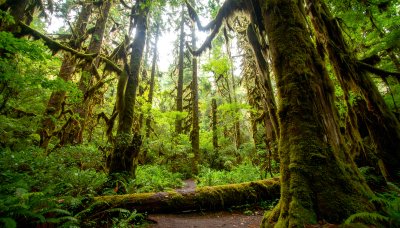 Ancient moss-draped forest with sunlight filtering through canopy