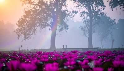 Mystical water lily field in mist with rainbow sunlight