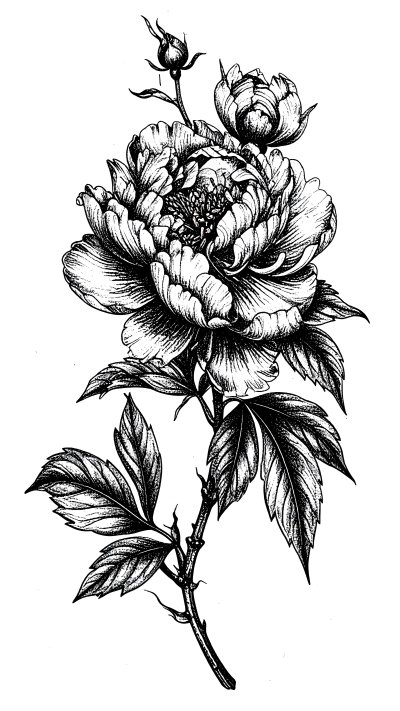 Black and white line art of peony flower with buds and leaves